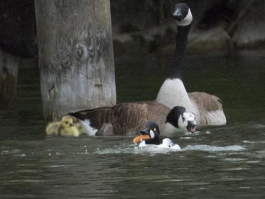 Gerade schnappte Schellente ein Stück Brot weg. Die Kanadagans ist wenig erfreut