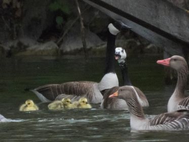 Drei Kanadagans-Gössel am Holzsteg im Amperstausee