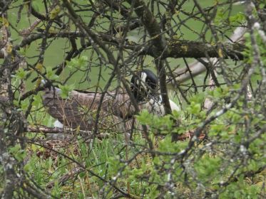 Erst am 9. April (der nächste Besuchstag nach dem 7. April) hat sich diese Kanadagans am Nestplatz eingerichtet