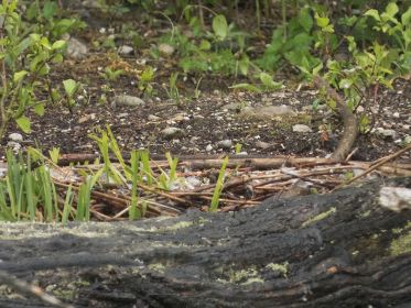 Das leere Kanadagansnest des Paares, das seit heute drei Gössel führt