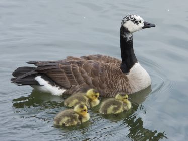 Kanadagans mit drei Gänsekindern