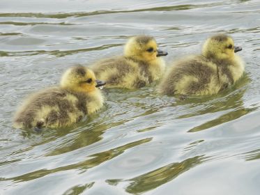 Stets der Mutter hinterher
