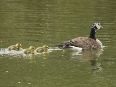 Kanadagans führt drei Gössel