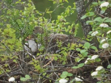 Graugans im Nest. Erst seit 23. April hier am Nestplatz
