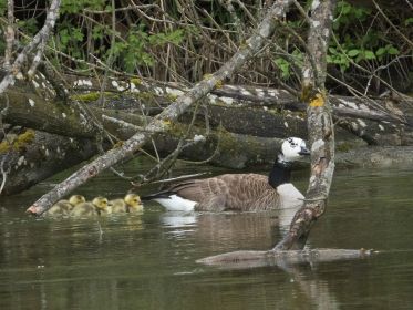 Über Stock und Stein führte heute die Gans ihre Kinder
