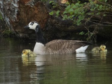 Drei Gössel mit der Gänsemutter