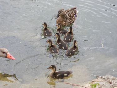 Stockente führt schon etwas ältere Kinder. Die dritte Ente mit Küken, die ich in dieser Saison sehen konnte
