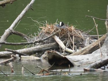 Eines von drei Blesshuhn-Nestern mitten im See