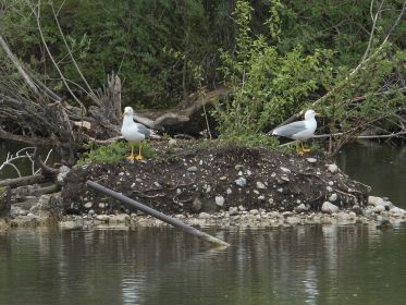 Zwei Mittelmeermöwen auf kleiner Insel