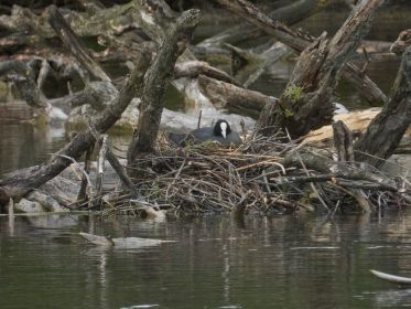 Eines von drei Blesshuhn-Nestern mitten im See