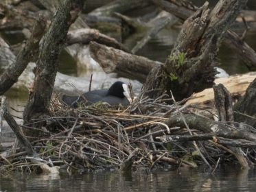 Eines von drei Blesshuhn-Nestern mitten im See