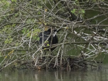 Eines von drei Blesshuhn-Nestern mitten im See