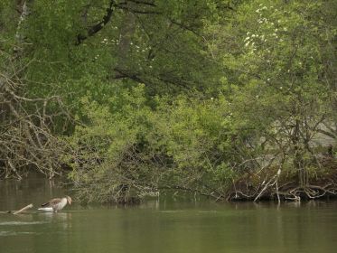 Rechts neben Gans Blesshuhn-Nest. Gans rechts Graugans im Nest