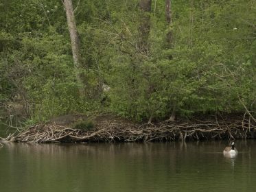Rechts Ganter, oben mehr in der Mitte auf Insel Kanadagans im Nest
