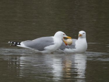 Mittelmeermöwe mit (geklautem Ei?) im Schnabel...