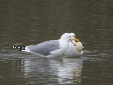 Das Ei fällt aus dem Schnabel...