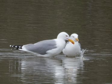 ... und plumpst ins Wasser hinein.