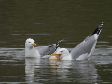 Immer wieder holt sich die Mittelmeermöwe das Ei aus dem Wasser (stets plumpst es wieder rein)