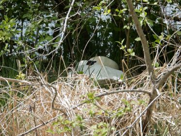 Höckerschwan im Nest
