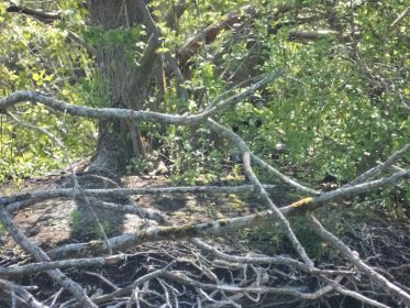 In der Mitte, mehr rechts, ist brütende Kanadagans erkennbar