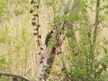 Ganz kurz nur zu sehen: Ein Schwarzspecht