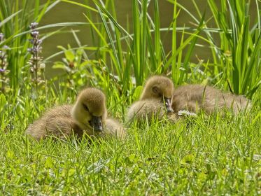 Zwei von insgesamt sechs Gösseln