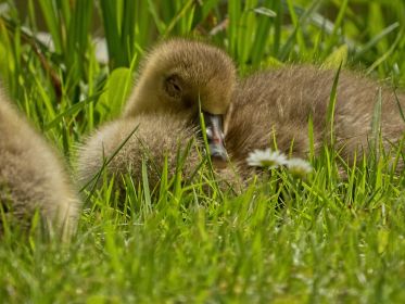 Gössel ruht neben Gänseblümchen