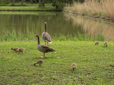 Die Familie scheint hier gerne auszuharren (Gelände der eingezäunten Fischteiche)