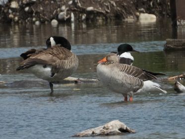 Die siebte Kanadagans im See. Häufig vergesellschaftet mit Graugänsen