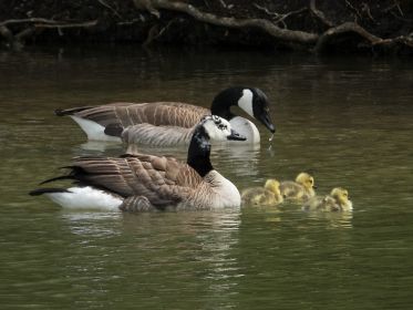 Kanadaganspaar führt drei Gössel