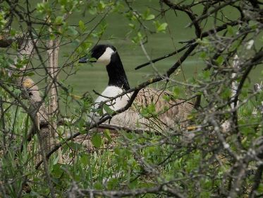 Brütende Kanadagans