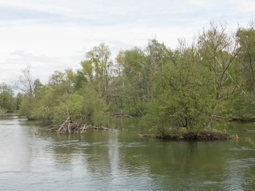 Rechts Brutinsel einer Kanadagans
