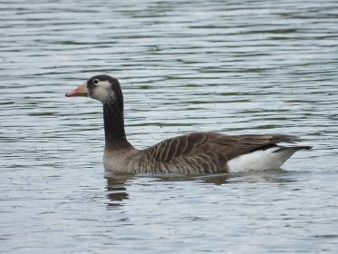 Offenbar Graugans-Kanadagans-Mischling