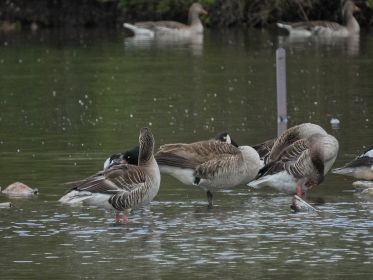 Die siebte Kanadagans im See. Häufig vergesellschaftet mit Graugänsen