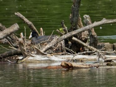 Links Blesshuhn im Nest, rechts unten Flussuferläufer