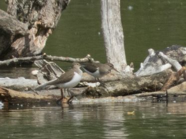Zwei Flussuferläufer wippen und fliegen hin und her