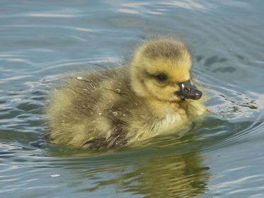 Ein Exemplar von drei Kanadagans-Gösseln, vor einem Tag geschlüpft