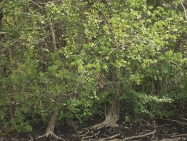 Ganter (hier nicht im Bild) nah am Nest. Was sich am Kanadagansnest (Bildmitte) genau abspielt, ist unklar