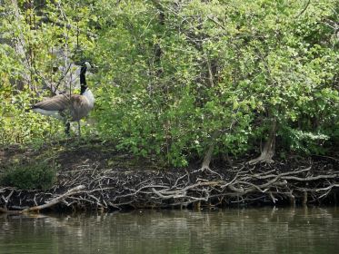 Ganter heute auffällig nah am Nestplatz (rechts) der Gattin