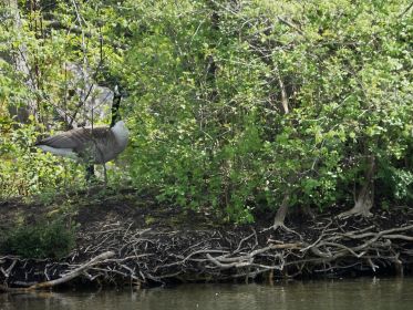 Ganter heute auffällig nah am Nestplatz (rechts) der Gattin