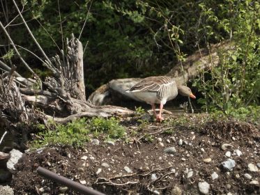 Graugans begutachtet offenbar den alten Nestplatz auf der kleinen Insel