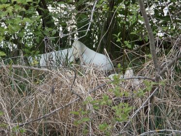 Beide Schwäne am Nestplatz