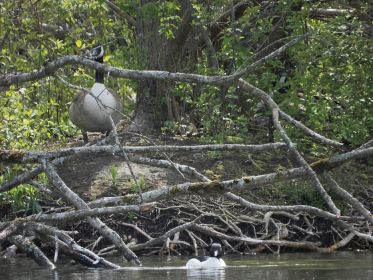Ganter heute auffällig nah am Nestplatz (rechts) der Gattin