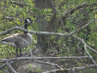 Ganter heute auffällig nah am Nestplatz (rechts) der Gattin