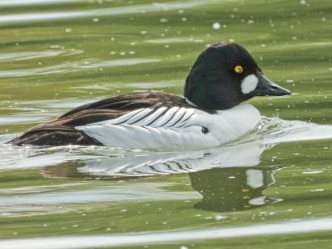 Kein Tag ohne die Schellente am Amperstausee
