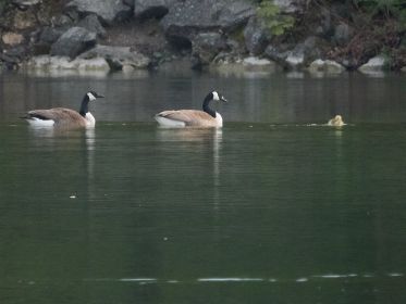 Kanadagans-Paar mit einem einzigen Gössel