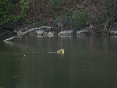 Gans allein: Gänschen geht seine eigenen Wege