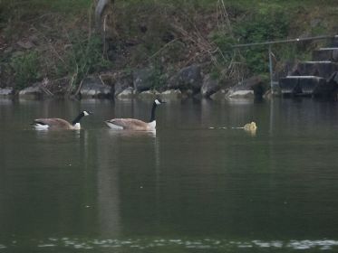 Gössel eilt seinen Eltern davon