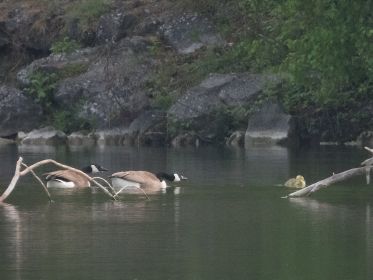 Gössel führt zwei Kanadagänse