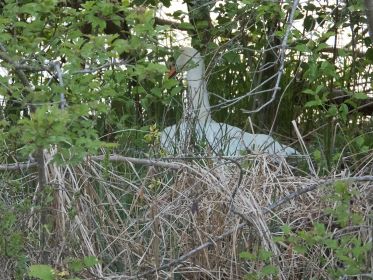 Schwan auf dem Nest